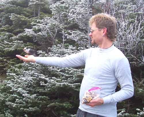 Jon Denekamp feeding the Gray Jay