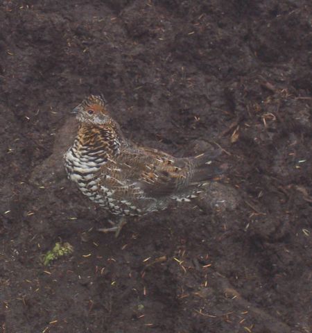 ruffed grouse