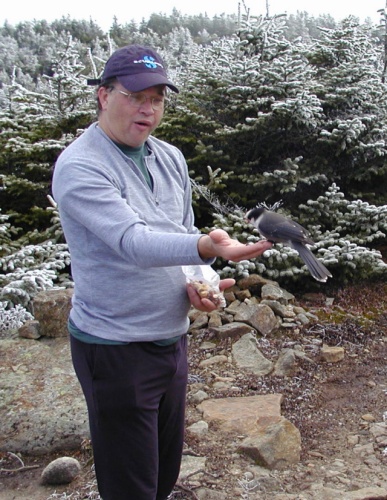 Feeding the Jay